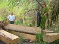 Triệt phá ổ nhóm lâm tặc đang 'xẻ thịt' rừng