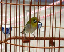 Các 'thí sinh' chim 'đọ' tiếng hót giữa Thủ đô