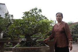 Đại gia bị “xỏ mũi” ra sao ở làng cây cảnh giữa Thủ đô?