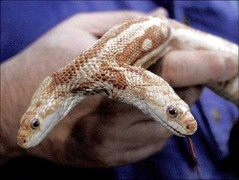 Bộ sưu tập quái vật 2 đầu trong thiên nhiên