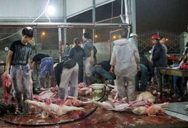 Kinh hoàng lò mổ Hà Nội