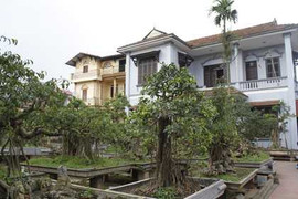 Đại gia cây cảnh Hà thành: 