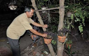 Đi tìm lời giải về “thần dược”nấm lim xanh chữa ung thư