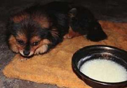 Chuyện chó nhịn đói đến chết vì thương nhớ chủ