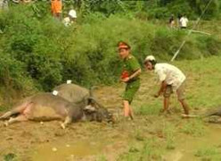 Người và trâu chết thảm vì điện giật trên đồng