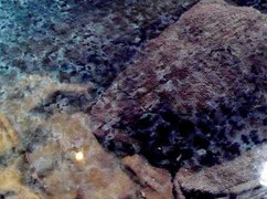 Cả nhà 40 năm sống chung với xác con trai