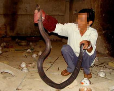 Người mất mạng, kẻ tự chặt tay, rạch thịt vì… đại xà