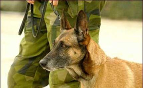 Chó nghiệp vụ - những chiến binh dũng mãnh