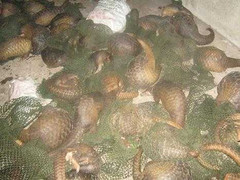 Cảnh sát vây bắt xe chở động vật hoang dã trên QL 1A