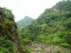 Thực hư vụ xôn xao tìm thấy cây huê hàng trăm tỷ đồng