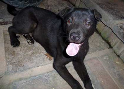 Bí ẩn loài chó lai sói và thú chơi mới ở Hà Thành