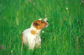 Chó có thể phát hiện ung thư khá chính xác