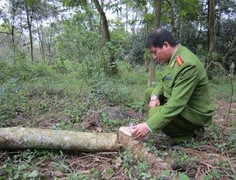 Tìm được một phần của số gỗ sưa trị giá 300 tỷ đồng