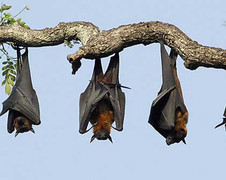 Kỳ bí loài dơi lạ và nơi quần tụ của bầy dơi khổng lồ