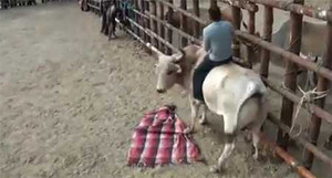 Kinh hoàng huấn luyện viên bị bò húc trúng mặt