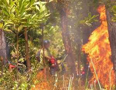 Nắng nóng, rừng Nam Hải Vân bốc cháy