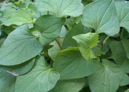 Mát dịu với mặt nạ từ diếp cá