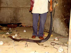 Rắn hổ chúa liên tiếp tấn công nhà dân