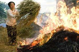 Quảng Nam: Đốt rơm, một bà cụ bị lửa thiêu chết