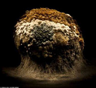 Lạ kỳ tác phẩm nghệ thuật từ nấm mốc