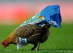 Fan thả gà vào sân 'diễu' Blackburn ngày xuống hạng