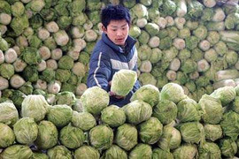 Rau cải thảo Trung Quốc được phun thuốc ướp xác