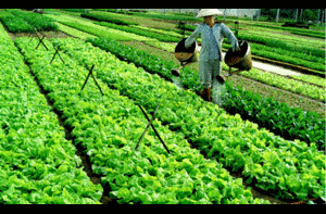 Đằng sau 'rau bẩn' là cái chết thầm lặng