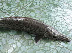 Phát hiện cá kì dị vẩy rắn, đầu cá sấu ở Vĩnh Long