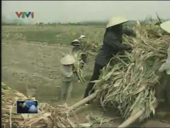 Hòa Bình: Khóc ròng vì người khát, cây chết cháy