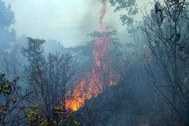 Rừng vành đai sân bay Đà Nẵng bốc cháy