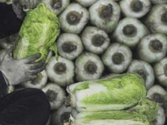 Việt Nam lấy mẫu cải thảo tìm chất ướp xác