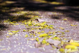 Ảnh: Hoa sấu trải thảm vàng trong nắng Hà Nội