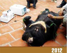 Loài Gấu có nguy cơ tuyệt chủng do bị săn bắn lấy mật