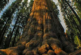 Chuyện khó tin về một cây tùng cho 1.500 khối gỗ