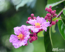 Ảnh: Bằng lăng tím biếc phố phường Hà Nội