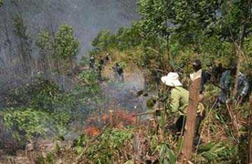 Nắng nóng, rừng 'bốc hỏa' thiêu rụi 10 ha bạch đàn