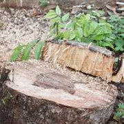 Đại gia Hà Nội chi 60 tỷ đóng quan tài gỗ sưa