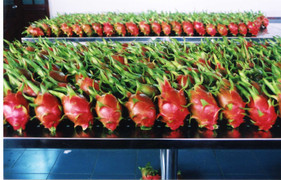 Rau quả, thịt bẩn thành sạch: Tại sao không?