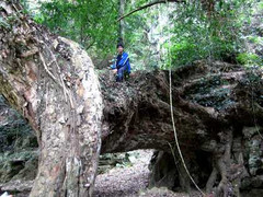 Ngạc nhiên với “khủng long” khổng lồ ở Bắc Kạn