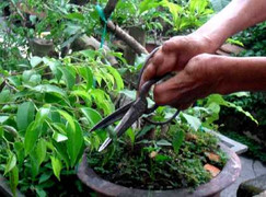 Yamaha Lexam & Honda Wave RSX AT:'Đột phá' hoá 'đột tử'