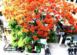 Ảnh: Đẹp ngỡ ngàng Phượng đỏ 'đốt' trời Hà Nội