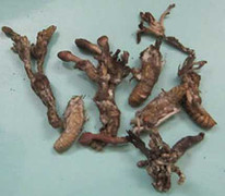 Ăn nhộng nhiễm nấm, 5 trẻ nguy kịch