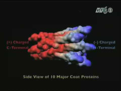 Máy phát điện 'lạ' khai thác năng lượng từ virus