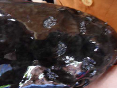 Cá lóc có 18 chữ Hán nổi trên đầu