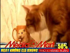 Mèo nựng yêu chuột