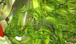 Nửa con rắn trong suất cơm văn phòng