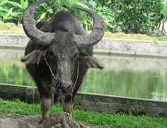 Trâu điên húc 5 người thương vong