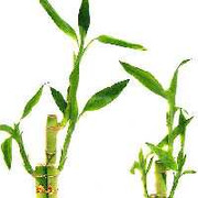 Mang tre vào nhà: Vừa mát vừa may