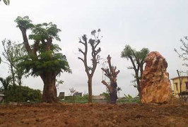 Bí thư tỉnh uỷ Hải Dương nói gì về 'siêu' vườn gỗ quý?