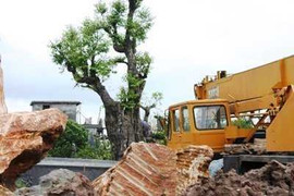 Hải Dương lên tiếng về 'siêu' vườn của con trai Bí thư